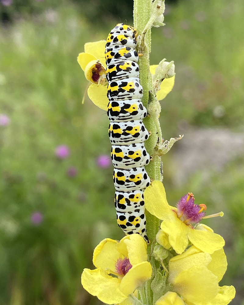Mullein moth larva